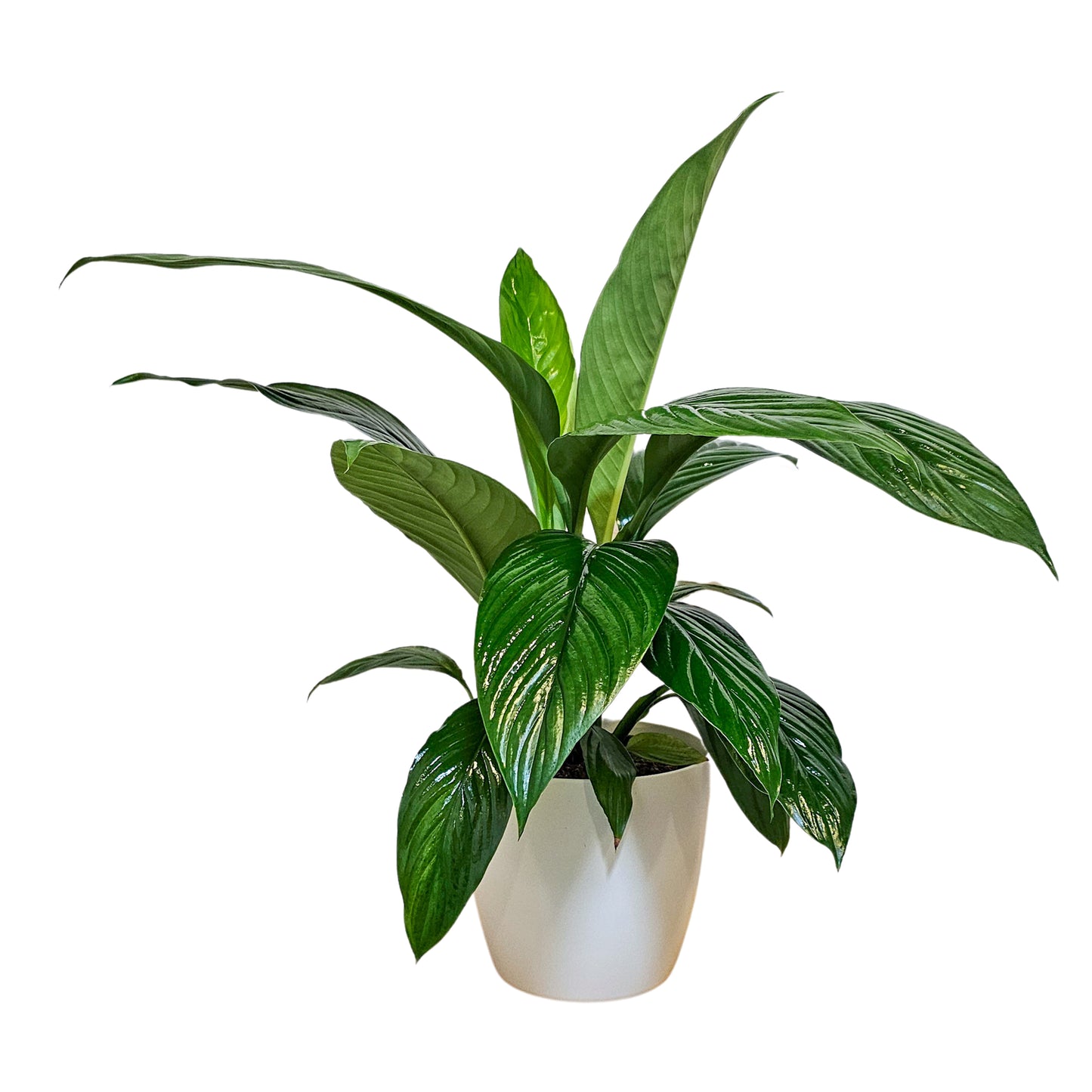 Peace Lily Foliage