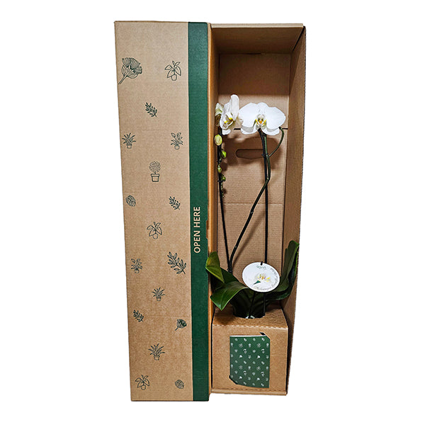 Grandiflora Orchid