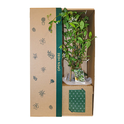 Jasmine White Flowers