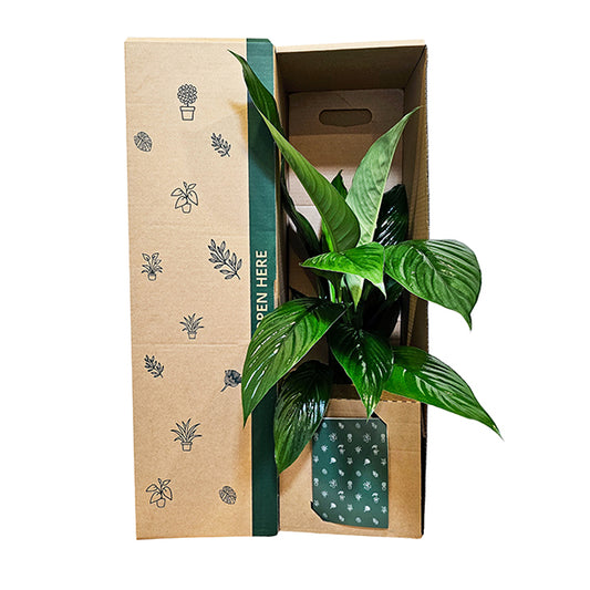 Peace Lily Foliage