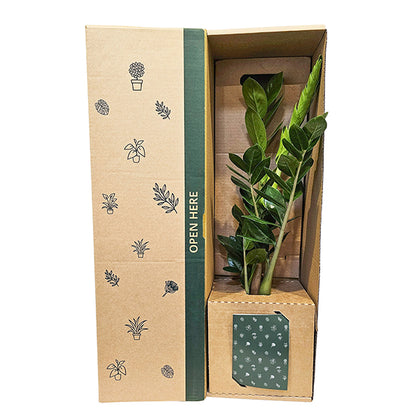 Zamioculcas ZZ Green