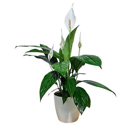Peace Lily White Flowers